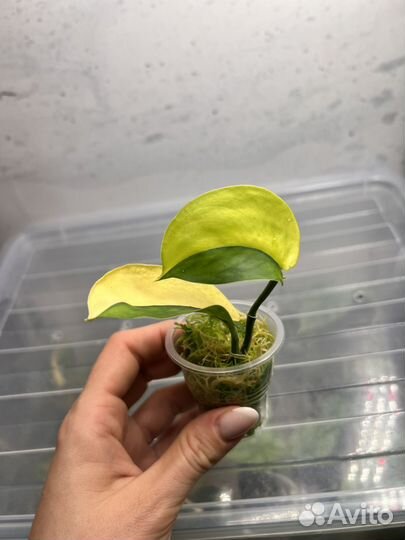 Сциндапсус жаде сатин вариегатный