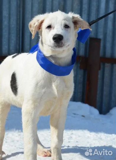 Малыши - собаки