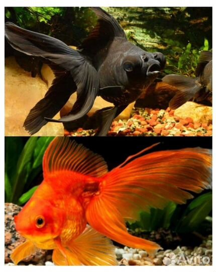 Аквариумные рыбки
