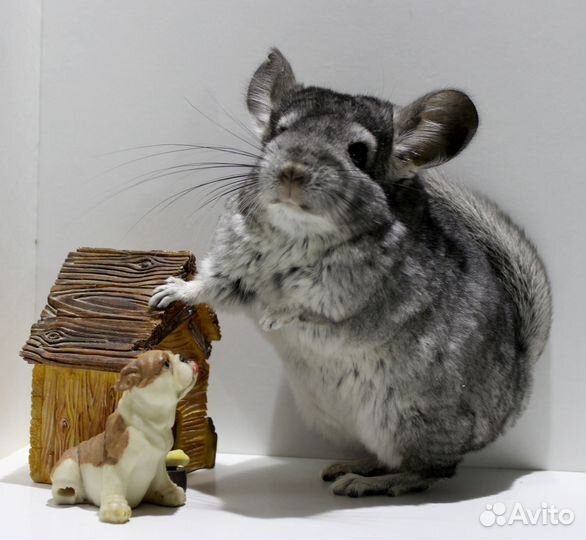 Шиншилла Стандарт Девочка