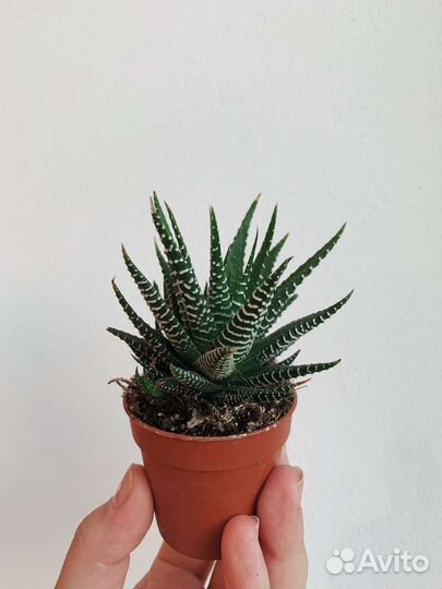 Суккулент хавортия полосатая