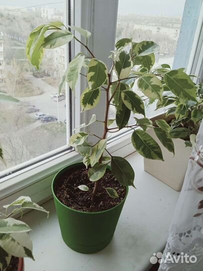 Фикус бенджамина пестролистный