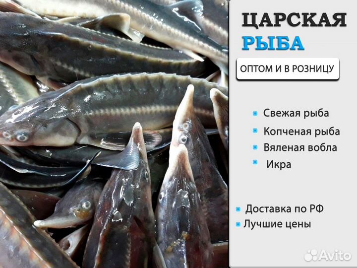 Царская рыба свежая