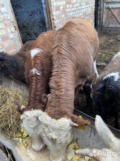 Телята бычки