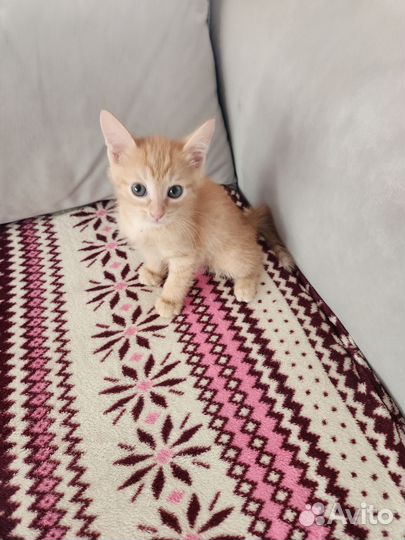 Котята в добрые руки приучены к лотку