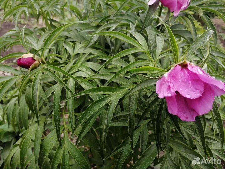 Куст Марьин корень