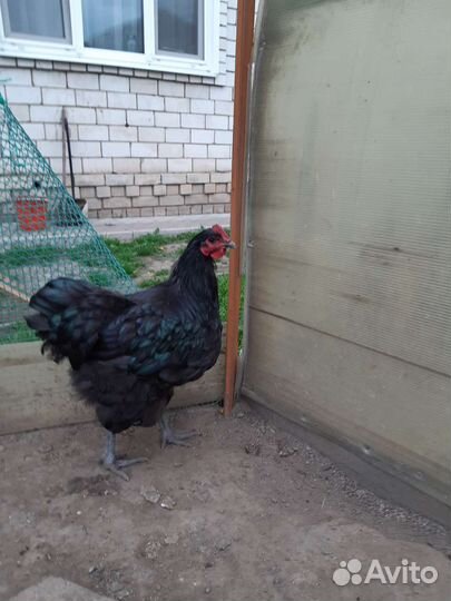 Куры молодки