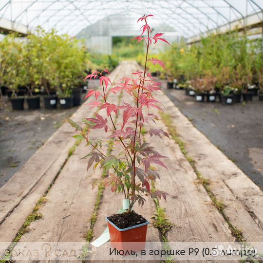 Клен веерный Атропурпуреум - саженцы