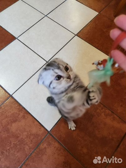 Шотландский котенок