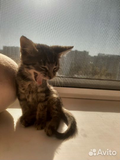 Котейки в добрые ручки)