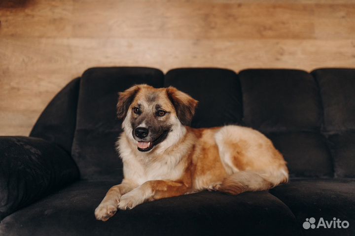 Собака в добрые руки