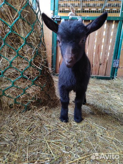 Камерунские карликовые козлятки