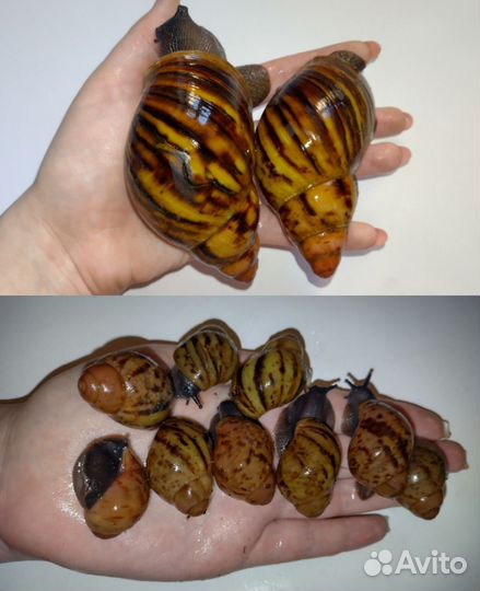 Улитки архатины, ахатины