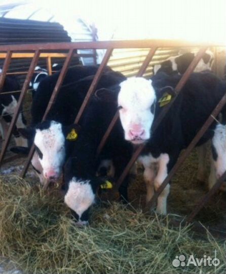 Телята бычки