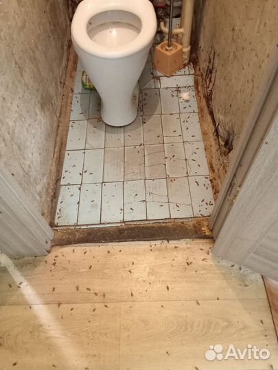 Дезинсекция любой сложности