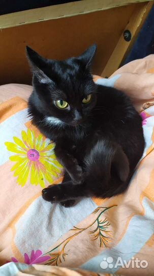 Кошка-малышка