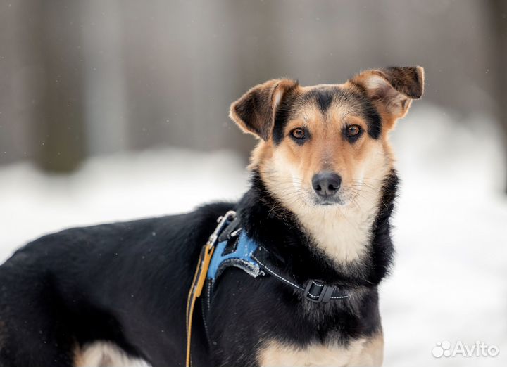 Небольшая собака ищет хозяина