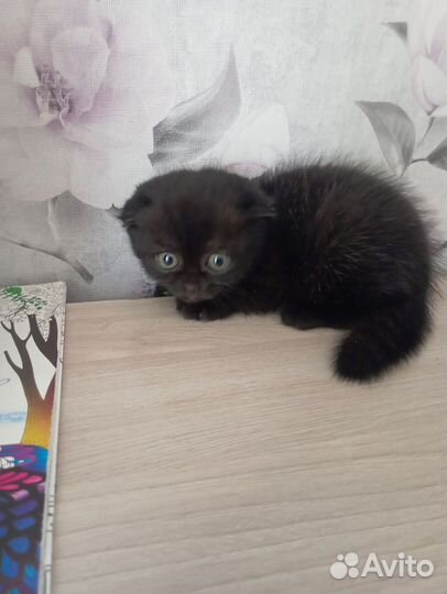 Шотландский котенок