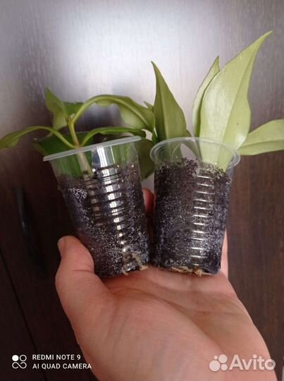 Эсхинантус жар птица