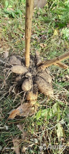 Клубни гергины