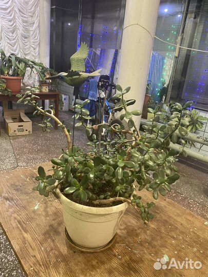 Толстянка денежное дерево