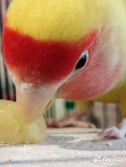 Попугай неразлучники с клеткой