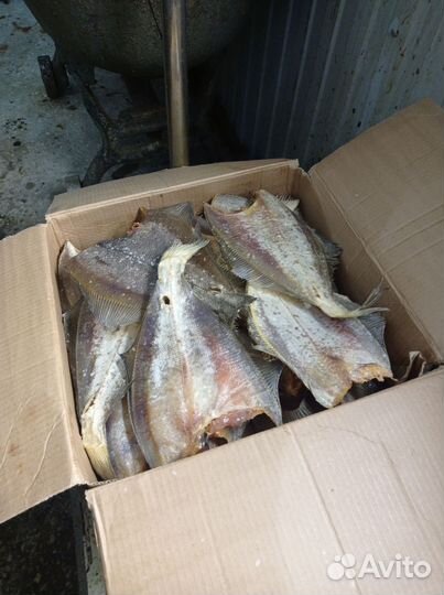 Ерш камбала