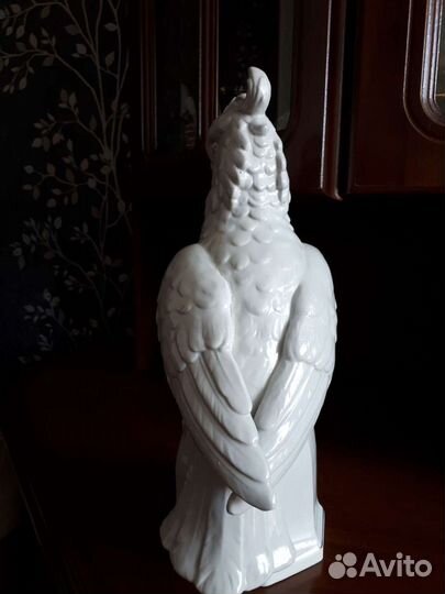 Большой попугай Германия