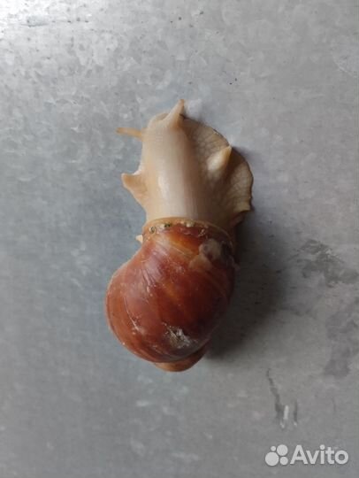 Улитки ахатины