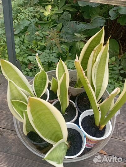 Сансиеверии и Дендробиум