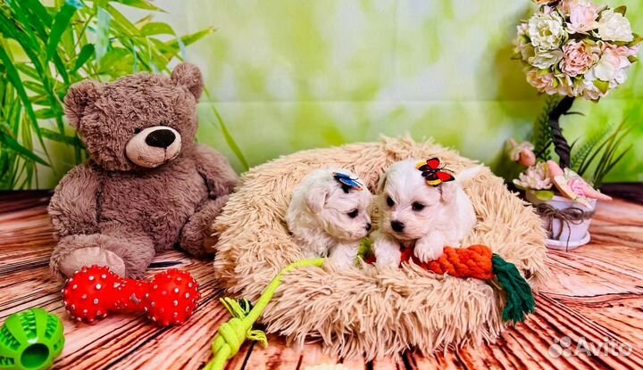 Микро,мини корея ф1