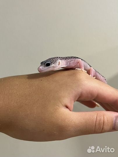 Геккон эублефар