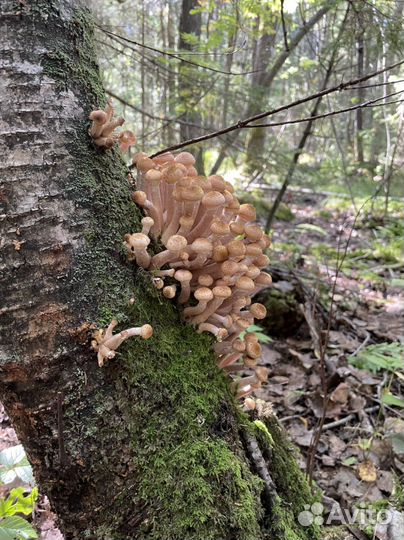 Доставка грибы опята свежие