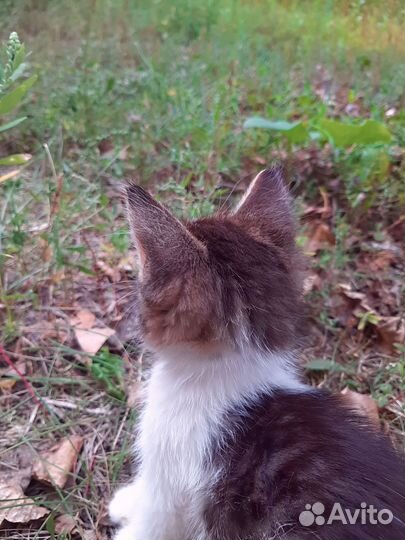 Котенок в добрые руки