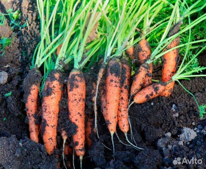 Морковь с поля