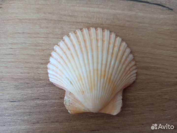 Морская раковина