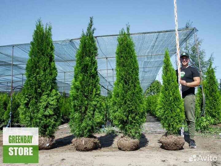 Туи смарагд 1,6 метра свежая копка 2023