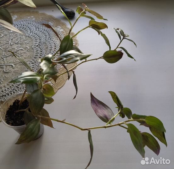 Традесканция зебрина пурпуза (пурпусси)