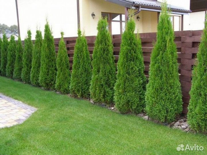 Туя Смарагд