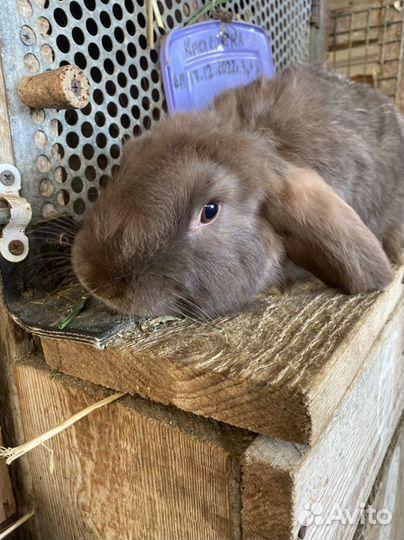 Кролики породы французский баран