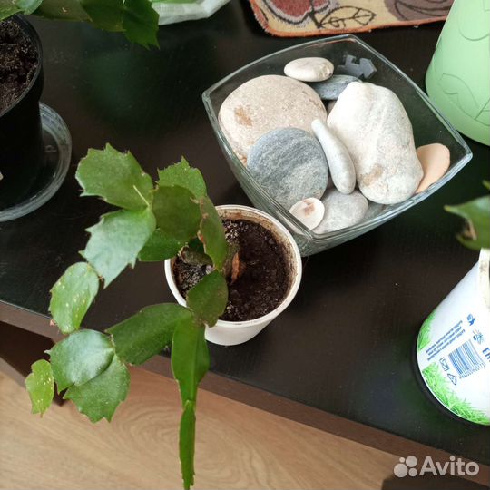 Цветок декабрист