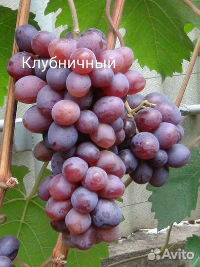 Саженцы винограда