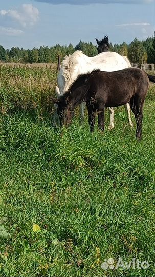 Продам лошадей