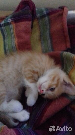 Милые и чудные котики вам в дом