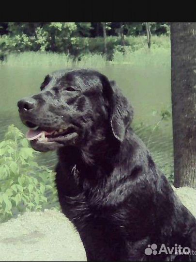 Щенки лабрадора-ретривера