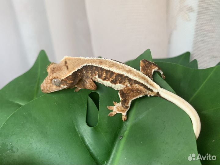 Реснитчатый бананоед