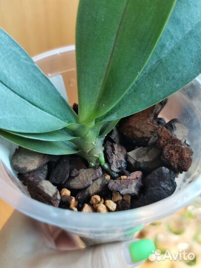 Орхидея фаленопсис