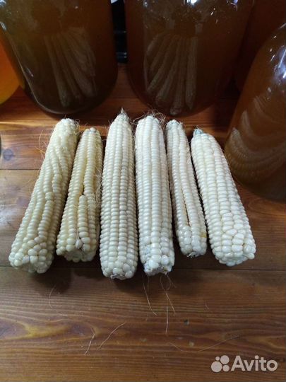 Белая домашняя кукуруза