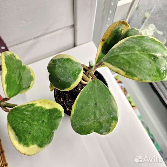 Хойи укорененные черенки