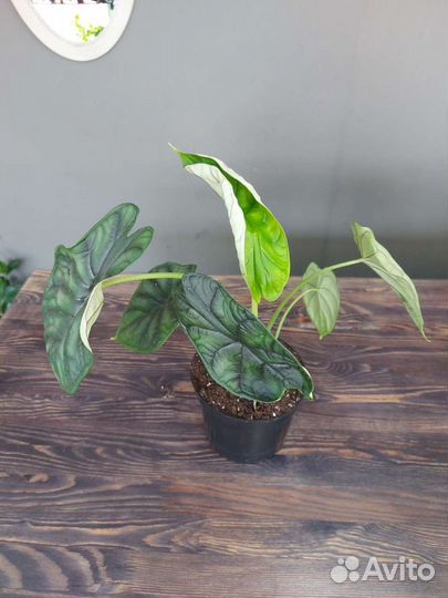 Алоказия Шкура Дракона Драгон Скейл